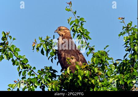 Westlicher Honigbuzzard (Pernis apivorus), Ein Weibchen auf einem Baum. Deutschland Stockfoto