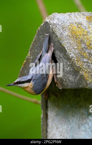 Europäische Nuthatch (Sitta europaea). Erwachsener am Eingangsloch einer Betonnestbox. Deutschland Stockfoto