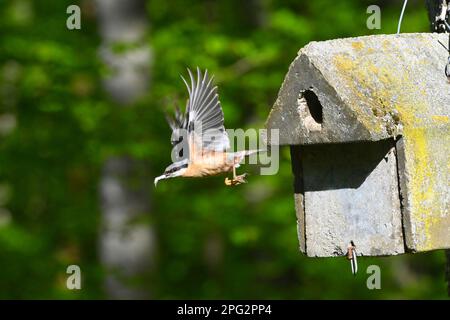 Europäische Nuthatch (Sitta europaea). Erwachsener verlässt Nestkiste, beseitigt den Kot der Jungvögel. Deutschland Stockfoto