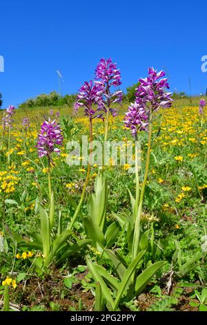 Militärorchidee, Soldatenorchidee (Orchis militaris), blühend. Deutschland Stockfoto