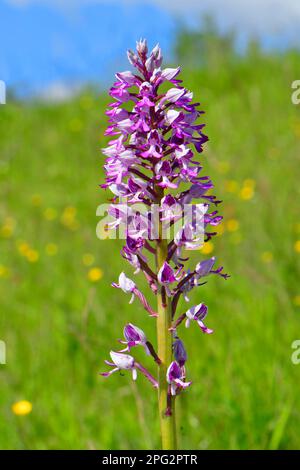 Militärorchidee, Soldatenorchidee (Orchis militaris). Nahaufnahme von Blumen. Deutschland Stockfoto