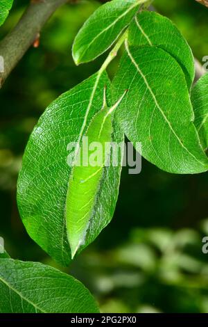 Lilafarbener Kaiser (Apatura Iris). Raupe für Erwachsene kurz vor der Puppe. Deutschland Stockfoto