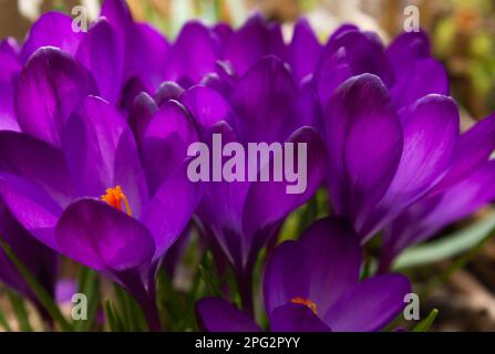 Lila Crocus Flowers im Frühling. Wilde lila Krokusse blühen in ihrer natürlichen Umgebung im Wald. Crocus heuffelianus. Stockfoto