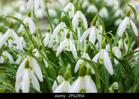 Erste Frühlingsblumen. Frühling Schneetropfen Blüten. Frühlingsblumen im Hintergrund. Stockfoto