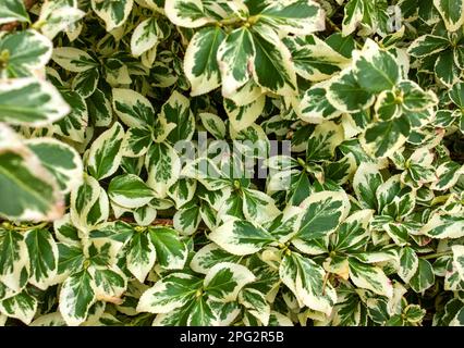 Winterkriecher Euonymus (Euonymus fortunei) ist ein immergrüner Busch. Euonymus Lucky Silver Queen oder Fortune's Spindle Green mit weißem Laub als Backg Stockfoto