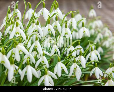 Schneeglöckchen im Frühling. Frühlingsblumen für eine Postkarte. Schneeflocken oder gewöhnliche Schneeflocken (Galanthus nivalis). Stockfoto