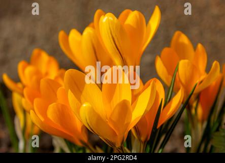 Gelbe Krokusse im Frühling. Blühende Krokusse auf einer grünen Wiese. Krokusse als Symbol des Frühlings. Stockfoto