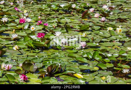 Weiße und rosafarbene Lotusblume und üppige Wasserlilien auf der Wasseroberfläche des Sees. Weißer und rosafarbener Hintergrund mit Lotusblume. Stockfoto
