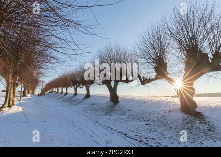 Common Lime (Tilia x europaea). Pruned trees lining snowy track. Mecklenburg-Vorpommern, Germany Stock Photo