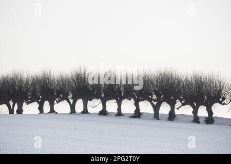 Common Lime (Tilia x europaea). Pruned trees lining snowy track. Mecklenburg-Vorpommern, Germany Stock Photo