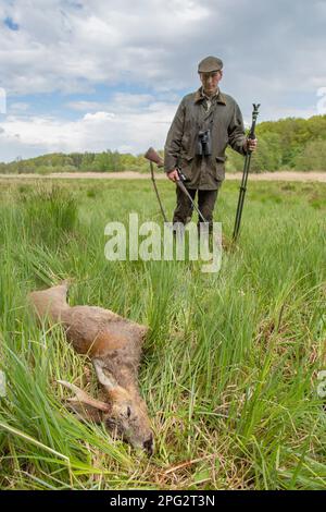 Europäischer Rohirsch (Capreolus capreolus). Hunter mit totem Buck. Schleswig-Holstein, Deutschland Stockfoto