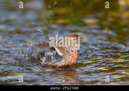 Gemeiner Rotpoll (Carduelis flammea, Acanthis flammea). Ein Mann, der badet. Deutschland Stockfoto