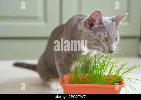 Die Katze isst Gras. Katze isst grünes Gras. Hauskatzen, die im Topf angebaute Weizensprossen fressen. Natürliche Haarballbehandlung. Nahaufnahme Kätzchen, die fr Stockfoto