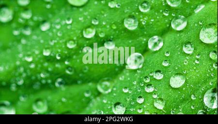 Abbildung: Nahaufnahme der Wassertropfen-Textur auf dem Blatt Stockfoto