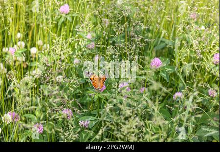 Orange Butterfly in einer Sommerwiese mit lila Flora. Butterfly Painted Lady Vanessa cardui auf grünem Wiesenhintergrund. Stockfoto