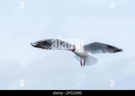 Die Schwarzkopfmöwe ist eine kleine Möwe, die in weiten Teilen der Paläarktis einschließlich Europa und auch an der Küste im Osten Kanadas brütet. Stockfoto