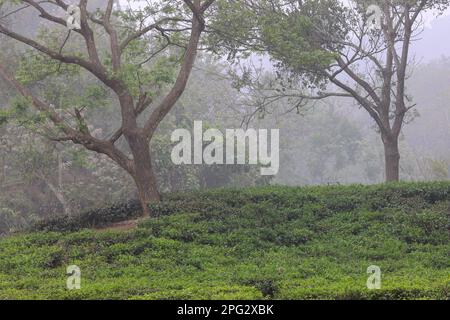 Wunderschöner nebiger Morgen über dem Teegarten. Dieses Foto wurde aus Chittagong, Bangladesch, gemacht. Stockfoto