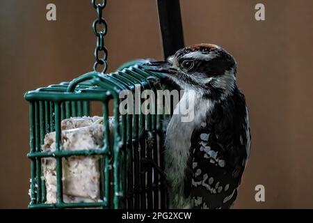 Männlicher, verdorbener Specht, der im Sommer in Taylors Falls, Minnesota, USA, Suet aus einem Fütterungsheim im Hinterhof isst. Stockfoto