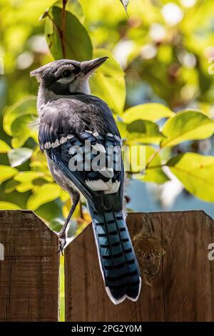An einem Sommertag in Taylors Falls, Minnesota, USA, thront Blue jay auf einem Holzzaun vor sonnendurchfluteten Bäumen. Stockfoto