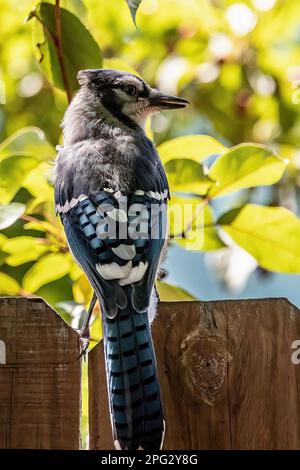 An einem Sommertag in Taylors Falls, Minnesota, USA, thront Blue jay auf einem Holzzaun vor sonnendurchfluteten Bäumen. Stockfoto