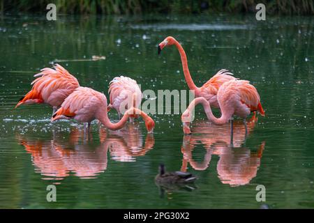 Eine Gruppe von Flamingos, die in einem See zur Fütterung stehen Stockfoto
