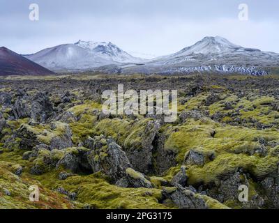 Lava mit Moos überwuchert. Berserkjahraun, ein Lavafluss auf der Halbinsel Snaefellsnes, stammt aus etwa 4000 Jahren. Europa, Nordeuropa, Island, Septem Stockfoto