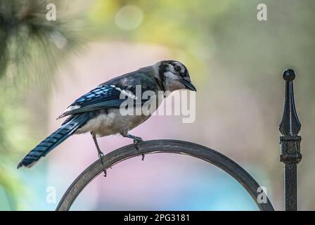 Blue jay hoch oben auf der Kurve eines Hirtenhakens an einem Sommermorgen mit wunderschöner sanfter Pastellbeleuchtung hinter ihm an einem Sommermorgen in Taylors Stockfoto