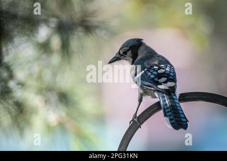 Blue jay hoch oben auf der Kurve eines Hirtenhakens an einem Sommermorgen mit wunderschöner sanfter Pastellbeleuchtung hinter ihm an einem Sommermorgen in Taylors Stockfoto