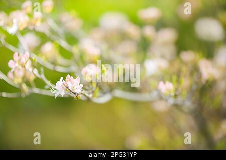 Blühende lila Pflanze Rhododendron Vasey auf grünem Hintergrund Stockfoto