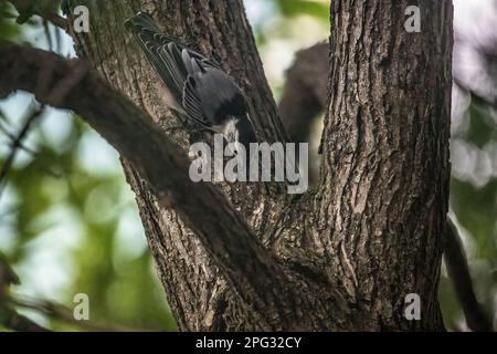 Wie in Taylors Falls, Minnesota, USA, klettert ein weißer Nacktschwanz als erster auf den Baum. Stockfoto