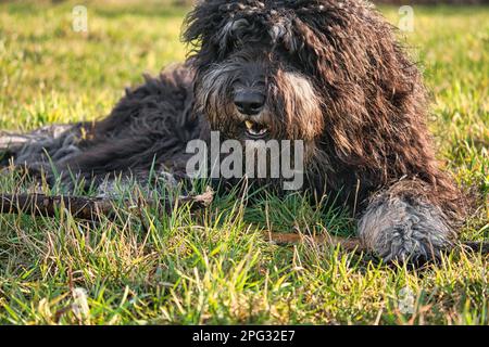 Schwarzer Goldendoodle liegt auf dem Rasen mit einem Stock. Treuer Begleiter, der auch als Therapiehund geeignet ist. Haustierfoto eines Haustieres Stockfoto