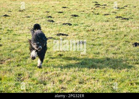Schwarzer Goldendoddle läuft während des Spielens auf einer Wiese. Flauschiger, langer schwarzer Mantel. Familienhund, der auch als Therapiehund eingenommen wird. Tierfoto eines Hundes Stockfoto