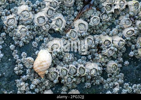 Hundewelke, Atlantic Dog winkle (Nucella lapillus) auf gewöhnlichen Barnius (Semibalanus balanoides), die sie an der dänischen Nordseeküste isst Stockfoto