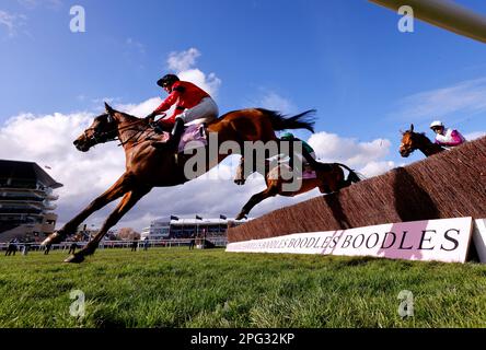 Ahoy Senor fuhr mit Jockey Derek Fox in Aktion, während sie am vierten Tag des Cheltenham Festivals auf der Rennbahn Cheltenham in der Boodles Cheltenham Gold Cup Chase gegeneinander antreten. Foto: Freitag, 17. März 2023. Stockfoto