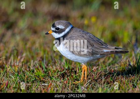 Ringpfeifer (Charadrius hiaticula). Ausgewachsener Vogel im Zuchthupfer. Deutschland Stockfoto