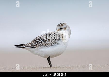 Ein junger Sanderling (Calidris alba), der am Strand schlief. Dänemark Stockfoto