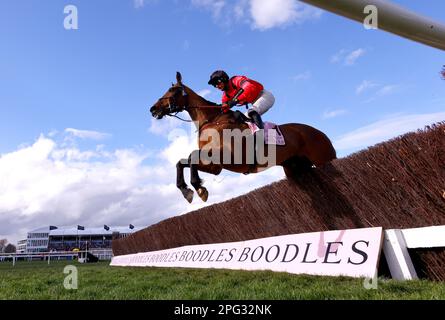 Ahoy Senor fuhr mit Jockey Derek Fox in Aktion, während sie am vierten Tag des Cheltenham Festivals auf der Rennbahn Cheltenham in der Boodles Cheltenham Gold Cup Chase gegeneinander antreten. Foto: Freitag, 17. März 2023. Stockfoto