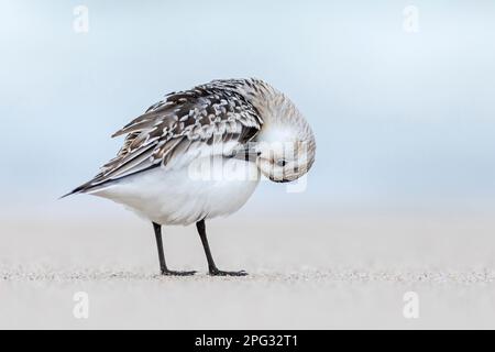 Ein jugendliches Sanderling (Calidris alba)-Präening. Dänemark Stockfoto
