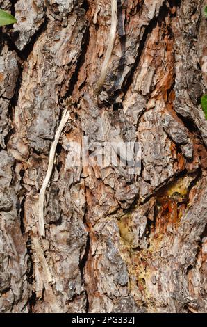 Hintergrund und Textur der rauen Kiefernrinde. Hintergründe und Texturen. Stockfoto