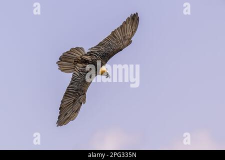 Bärtiergeier (Gypaetus barbatus), auch Lammergeier (oder Lammergäber) oder Ossifrage genannt, ist ein Greifvogel und das einzige Mitglied der Gattung G Stockfoto