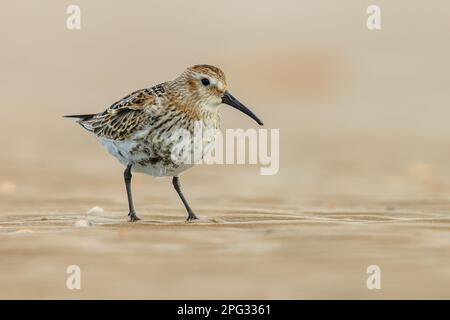 Dunlin (Calidris alpina) kleiner Watvögel, der während des Vogelzugs am Strand auf der Nahrungssuche ist. IJmuiden Niederlande. Wildlife Szene der Natur in Europa. Stockfoto