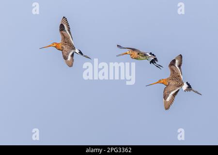 Schwarzschwanzgöttchen (Limosa limosa), die sich gegenseitig über Territorialstreitigkeiten im natürlichen Grünlandzuchtlebensraum in den Niederlanden jagen. Wildtierschau Stockfoto