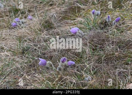 Krcman, Tschechische Republik. 20. März 2023. Pulsatilla grandis, die große Pasqueblume, die am 20. März 2023 im Naturdenkmal U Strejckova Lomu in Krcman, Tschechische Republik, abgebildet ist. Kredit: Ludek Perina/CTK Photo/Alamy Live News Stockfoto