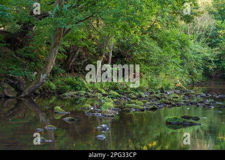 England, North Yorkshire, North York Moors National Park. Wälder rund um den Fluss Esk in der Nähe der Egton Bridge im Nationalpark Stockfoto