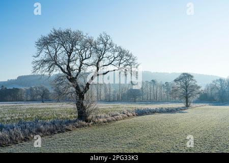 England, Northumberland, Bardon Mill. In Tynedale, in der Nähe des Flusses South Tyne, schwirrt der Frost über Wäldern. Stockfoto