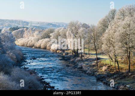 England, Northumberland, Bardon Mill. In Tynedale, in der Nähe des Flusses South Tyne, schwirrt der Frost über Wäldern. Stockfoto