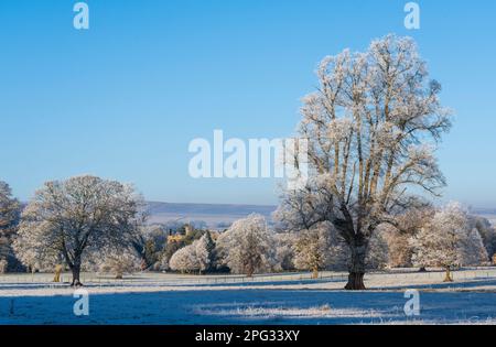 England, Northumberland, Bardon Mill. In Tynedale, in der Nähe des Flusses South Tyne, schwirrt der Frost über Wäldern. Stockfoto