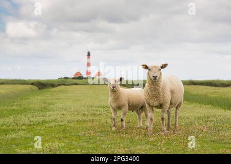 Hausschafe (Ovis ammon aries). Schaf mit Lamm auf einem Salzmarsch mit dem Leuchtturm Westerheversand im Hintergrund. Halbinsel Eiderstedt, Nordfriesien, Deutschland Stockfoto