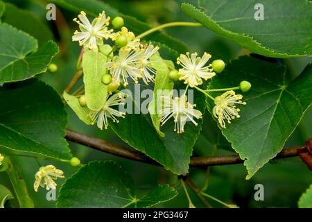 Little Leaf Lime (Tilia cordata), blühender Ast im Sommer Stockfoto
