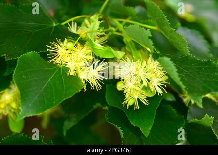 Little Leaf Lime (Tilia cordata), blühender Ast im Sommer Stockfoto